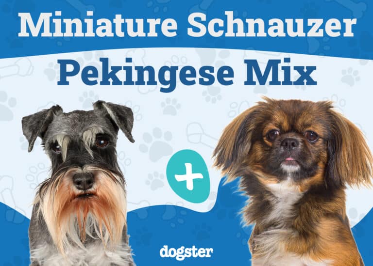 The Mexican Pitbull: Unleashing the Facts - DoggoNation.com